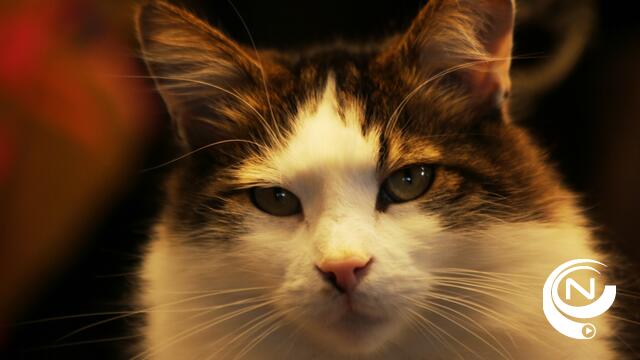 Zwerfkattenproject niet bedoeld voor tamme huiskatten met baasjes