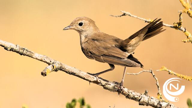 Natuurpunt : "De Nachtegaal is soort van het jaar in de Kempen" 