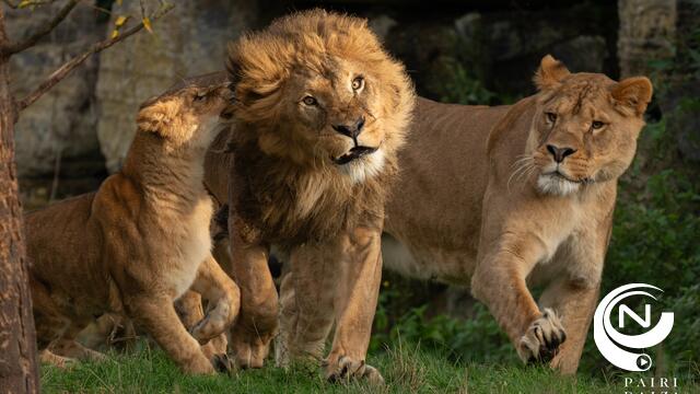 Tips4Trips wedstrijd NNieuws : 'Laat je beestig overdonderen in Pairi Daiza - 7.500 dieren en ’s werelds grootste tropische serre'