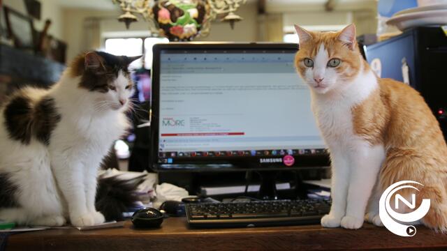 8 augustus is Internationale Kattendag : ook in bib Herentals - doneerbox voor HZP & véél meer
