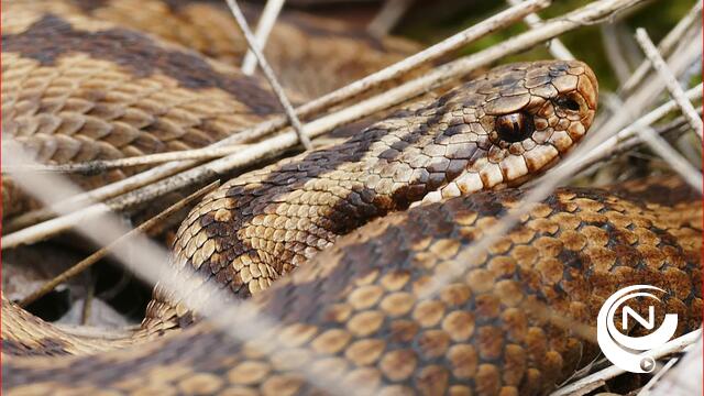 200 adders onder het gras in de Visbeekvallei