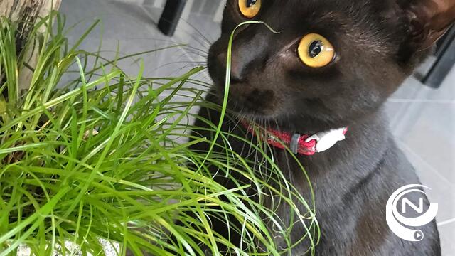Anita Baeten van 't Eilandje : 'Wie is Tommeke de Kat?'