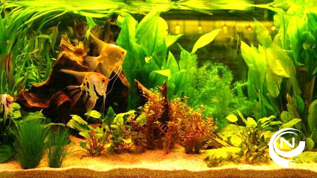 Aquariumclub Gracilis presenteert 26e show