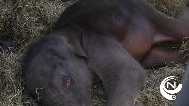 Wachten tot olifantje zelfstandig op zijn pootjes kan staan 