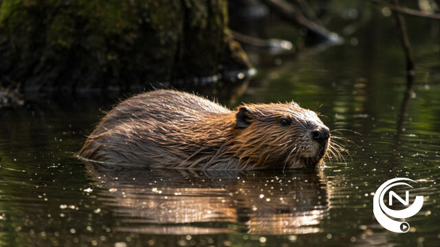 Bever zet Antwerpse landbouwgronden onder water 