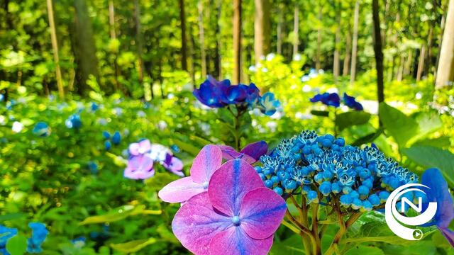 Bloemen