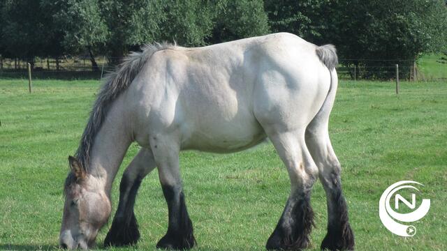 Commissie Dierenwelzijn keurt decreet blokstaarten goed