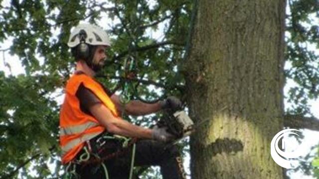 Bomen Begijnenvest en Nonnenvest kregen snoeibeurt 