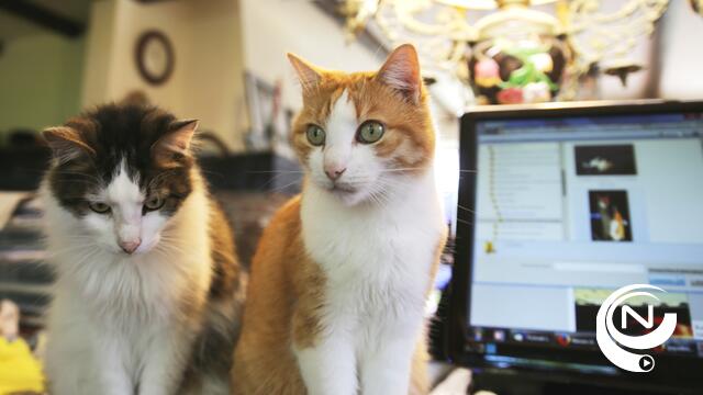 Zwerfkatten... ook een probleem in Herenthout