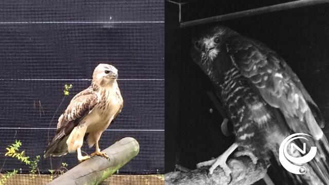 Opvallend veel buizerds naar Vogelopvangentrum Neteland gebracht 