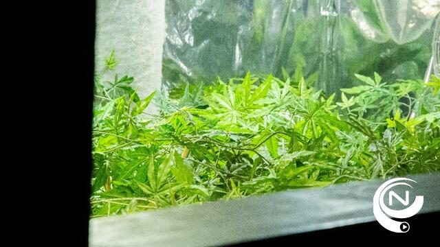 Cannabisplantage ontdekt aan Velveke Geel : tip van Waalse politie 