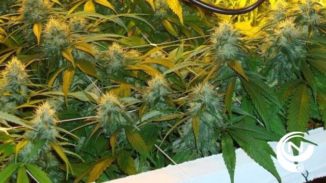 Cannabisplantage met 550 planten ontdekt in huurhuis Zwepenstraat Tielen : nog geen arrestaties
