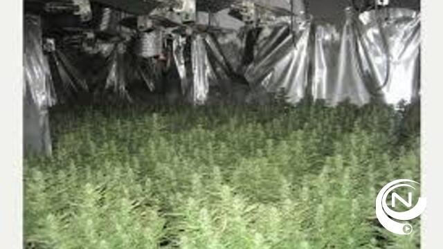 Drugsplantage met 800 cannabisplanten opgerold in Grobbendonk 