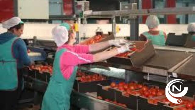 Hoog Spaans bezoek aan tomatenserres Luc Beirinckx Noorderwijk 