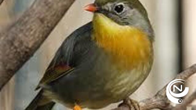 Vogelhandelaar uit Westerlo verdacht van grootschalige fraude 