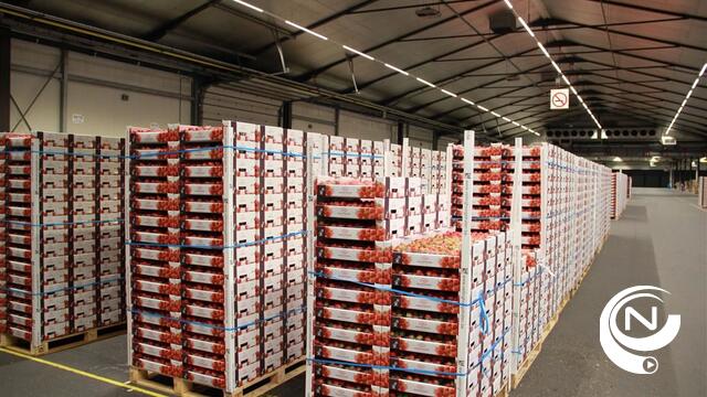 Hoogstraten haalt kaap van 30 miljoen kg aardbeien