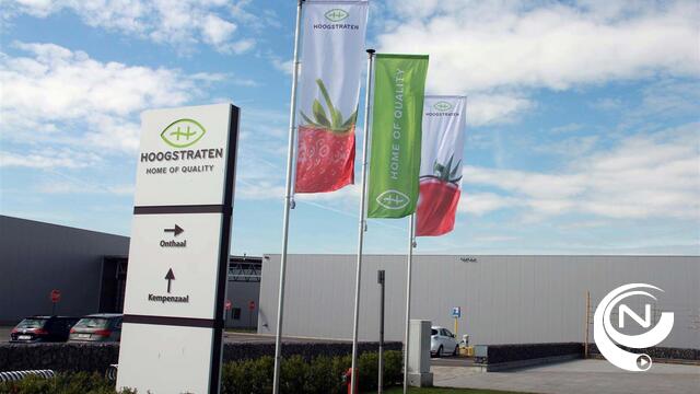 Recordomzet Coöperatie Hoogstraten : toegenomen volumes bij aardbeien en tomaten