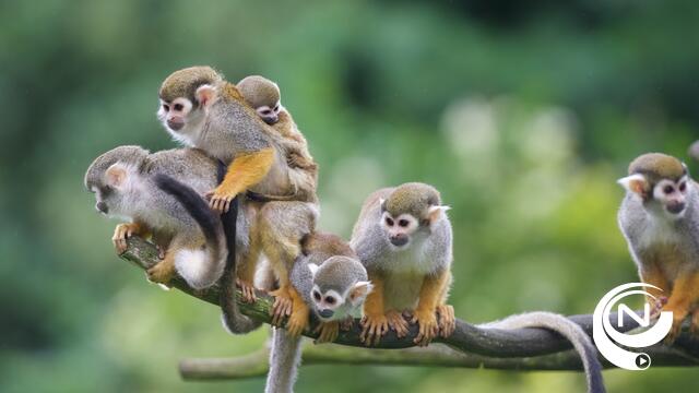 Babyboom in Olmense Zoo 
