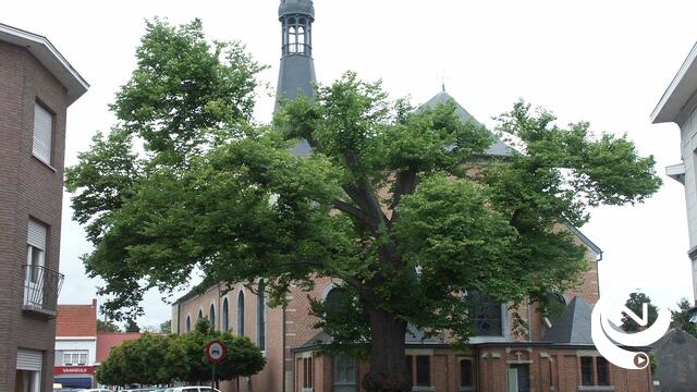 Dorpslinde Itegem maakt kans om 'Boom van het jaar' te worden 