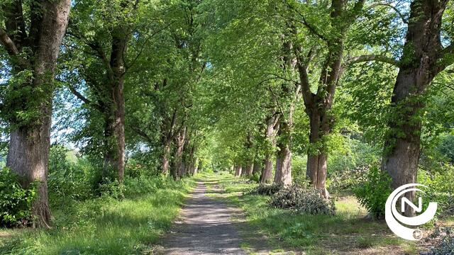 Nijlen: Wie heeft er beelden en verhalen over ‘het Soldatenbos’?