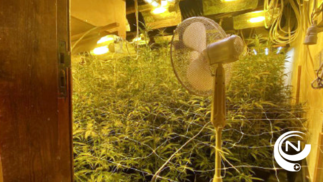 Politie Neteland ontdekt cannabisplantage met 400 planten en kiembakken van 4.000 planten(stekken) in Herentals Stadsveld, 6 verdachten gearresteerd (2)