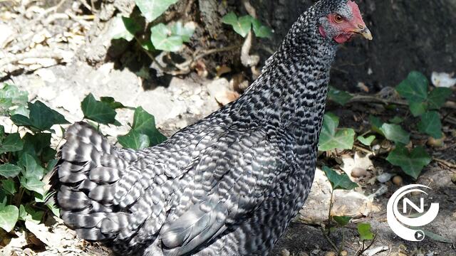  Iedereen moet vanaf morgen pluimvee ophokken of afschermen na geval van vogelgriep 