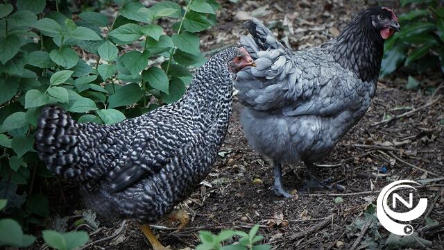 Vogelgriep: 'Uitbraken van vogelgriepvirus in Ravels'