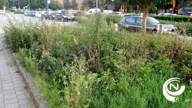 Onkruid tiert weelderig in Herentalse plantsoenen 