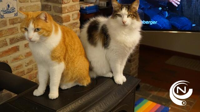 Vanaf vandaag: verplichte sterilisatie tegen kattenleed