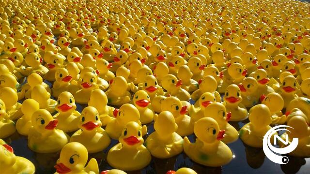 14.200 eendjes zorgen voor geel schouwspel op de Binnennete in Lier 
