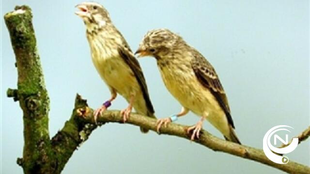 Douane onderschept illegaal transport exotische vogels in Kasterlee 