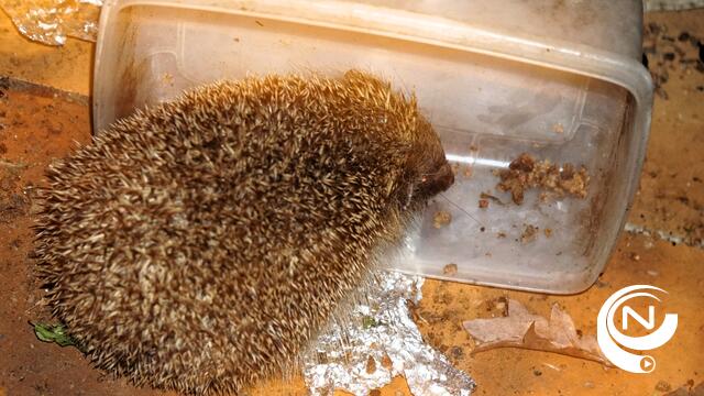 Heel wat egels in nood: met deze tips help je de dieren veilig de winter door
