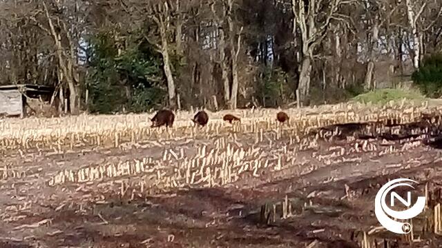 'Everzwijnen' in Achterbos zijn tamme Duroc- of Wolvarkens