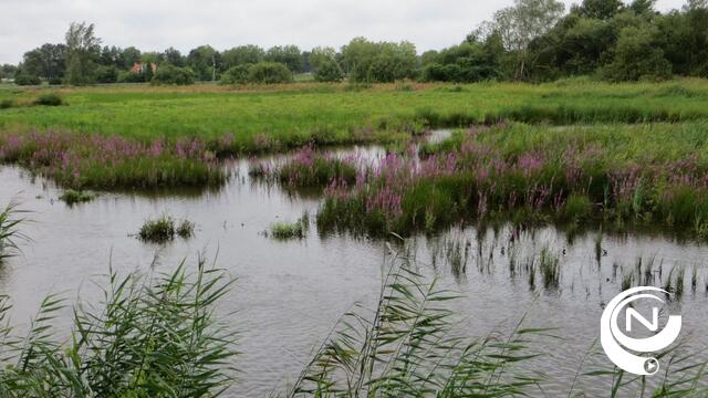Van weekendvijver naar klimaatbuffer : Natuurpunt gaat 6 verlaten weekendverblijven omvormen, ook in Vorselaar