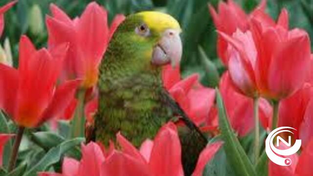 FOD Dierenwelzijn neemt 64 beschermde vogels in beslag