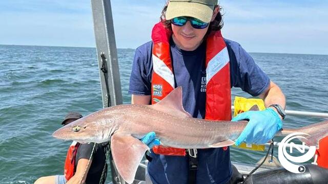 VLIZ en ILVO zenderen haaien in Noordzee om ze beter te beschermen