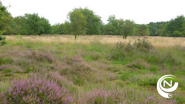 Natuurpunt herstelt heidelandschap op Heiberg in Herentals 