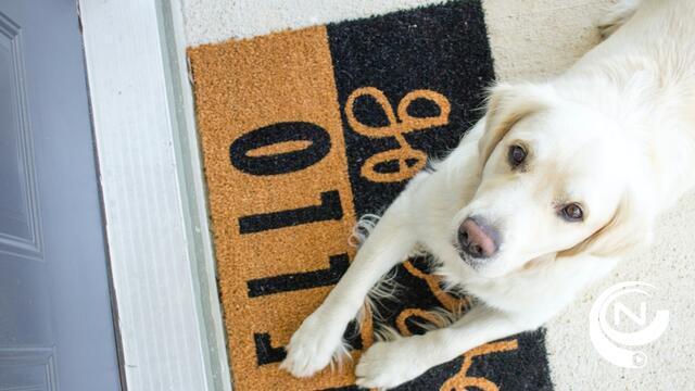 'Waarom je een huisdierenverzekering zou moeten afsluiten?'
