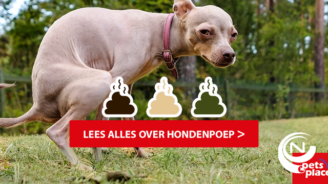 Week van de Handhaving ook in Herentals Neteland : tot €200 GAS-boete voor hondenpoep en sigarettenpeuken 
