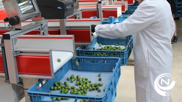 Kiwibes op maat gesorteerd door gloednieuwe sorteerinstallatie