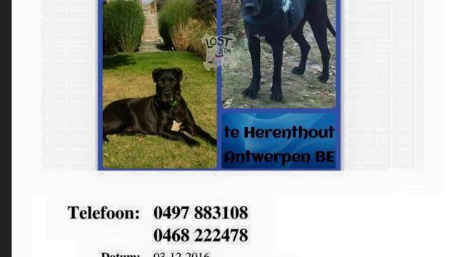 Zoektocht met sportvliegtuigje naar verdwenen hond 