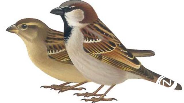 Huismus is opnieuw meest getelde vogel tijdens vogeltelweekend 