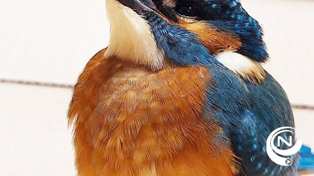 IJsvogel in nood vliegt zelf naar spoeddienst AZ Turnhout