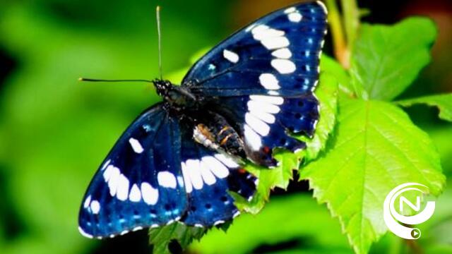 Natuurpunt koopt 2.7 ha in de Visbeekvallei voor moerasbos in Lille 