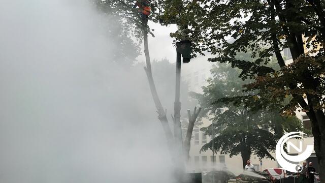Brandweer redt 2 stedelijke snoeiers uit boom op Molenvest : actievideo's brand én redding exclusief