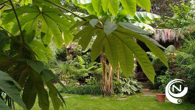 Opendeur in exotische plantentuin van Johan Boeckmans 
