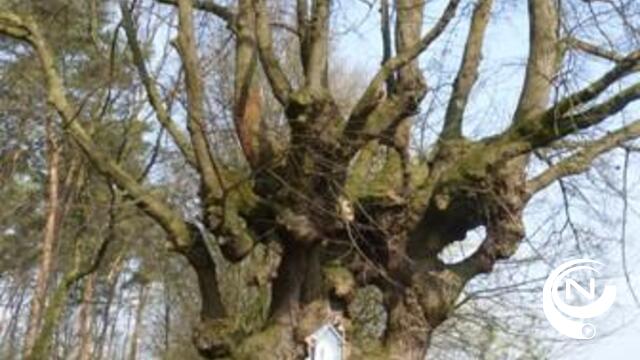 Kapellekensboom erkend als ZEN-monument