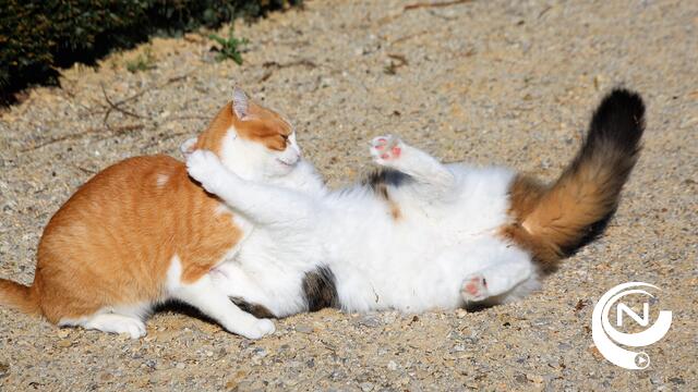 Ben Weyts: "Katten steriliseren voor ze vijf maanden oud zijn"