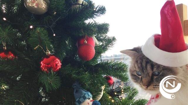 Standhouders kerstmarkt Heist op 21/12