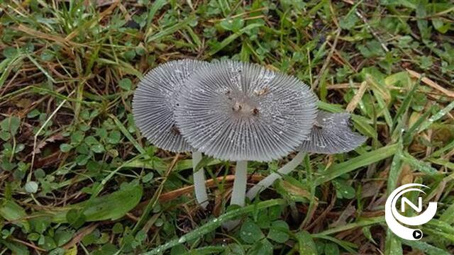 Paddenstoelenwandeling op de Kesselse Heide